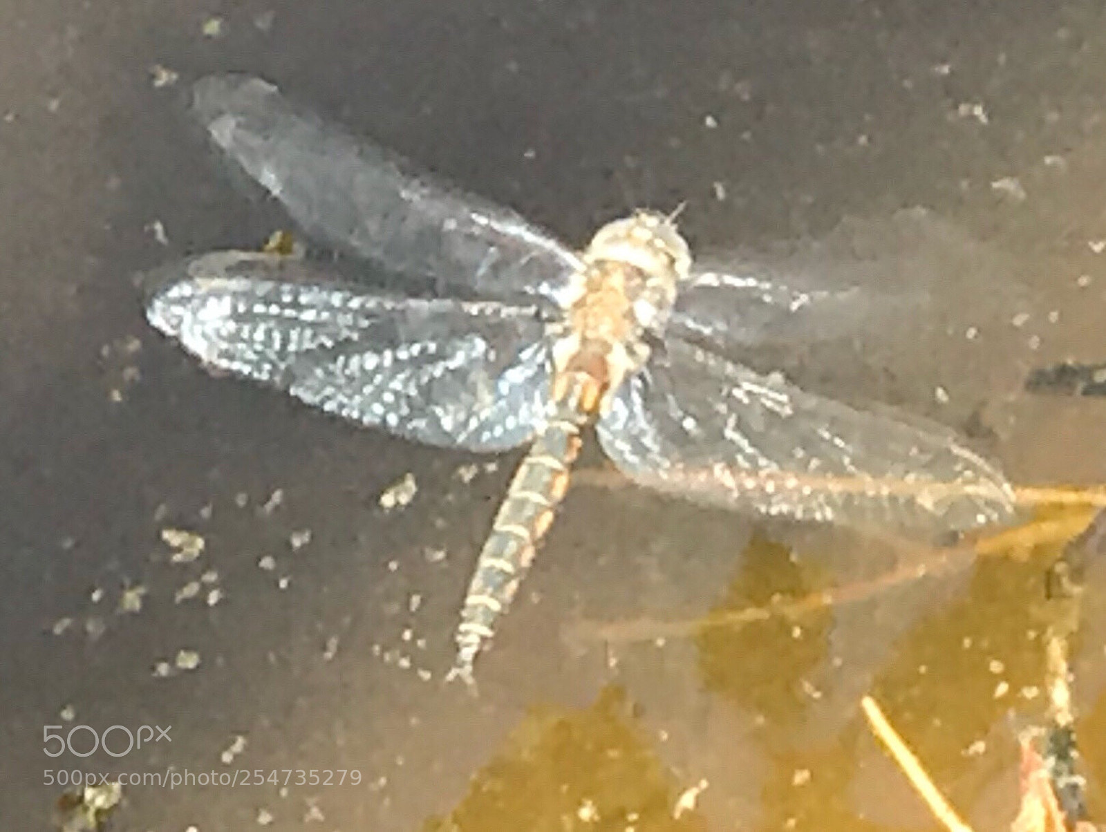 Apple iPhone 7 Plus sample photo. Dragonfly photography