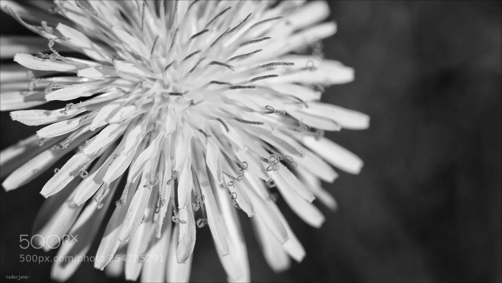 Canon EOS 70D sample photo. Dandelion photography