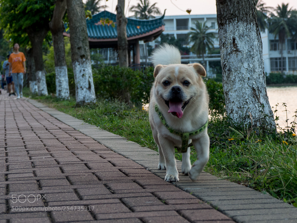 Olympus OM-D E-M10 III sample photo. A dog photography