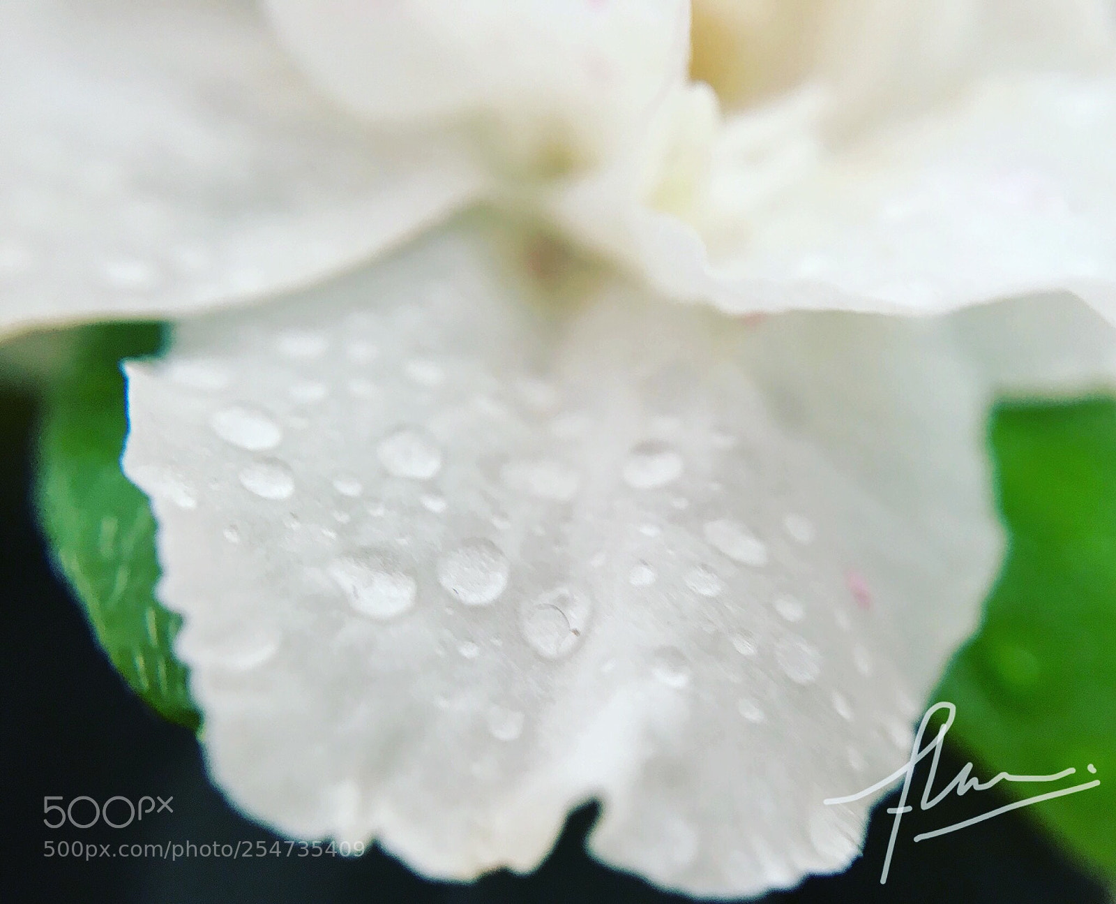 Apple iPhone 7 sample photo. Pétalo de azalea  photography