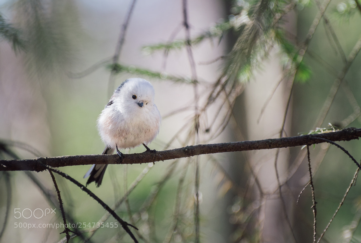 Nikon D5500 sample photo. Long-tailed tit photography