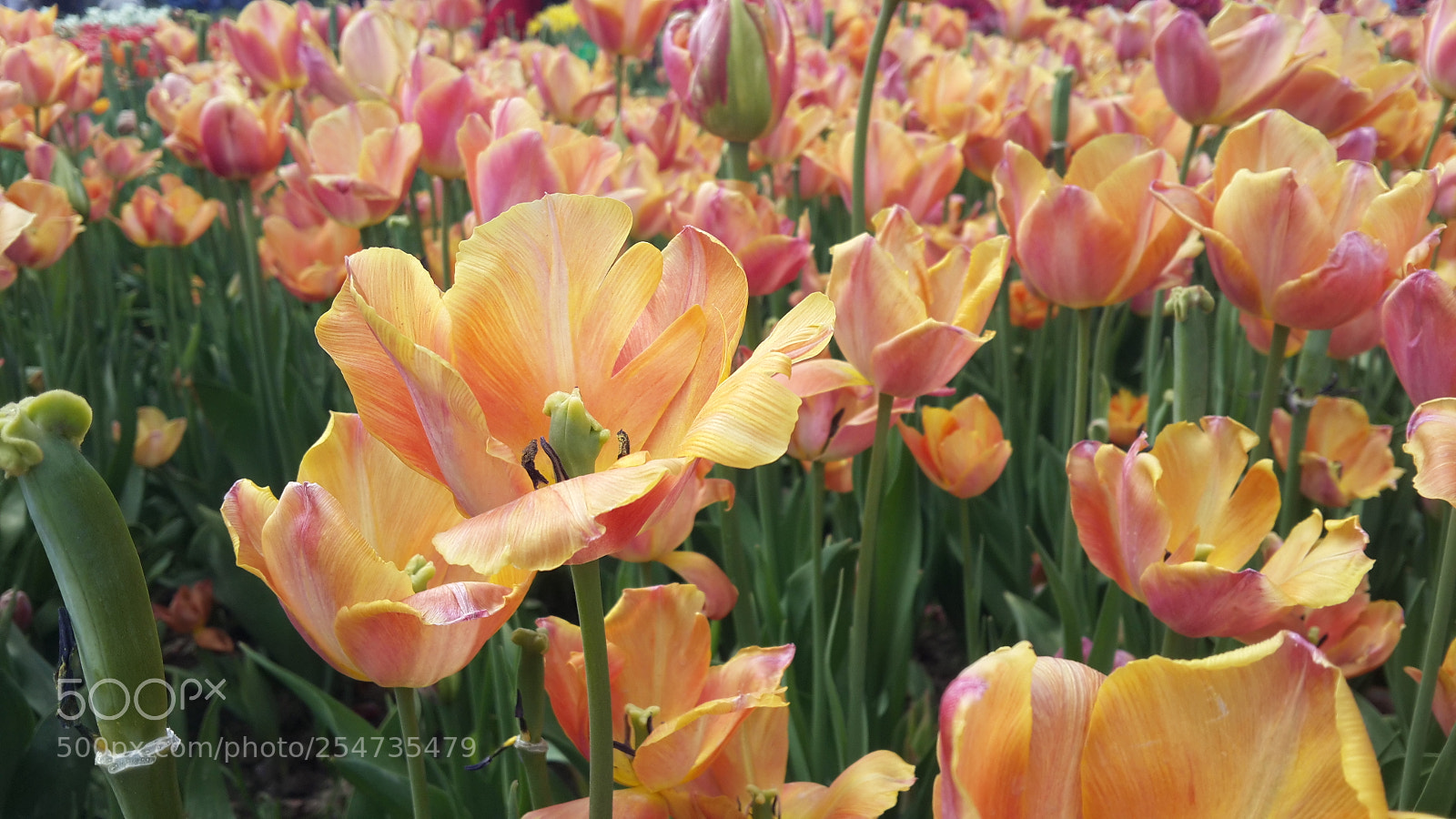Samsung Galaxy S4 sample photo. 20180422_135536.jpg photography