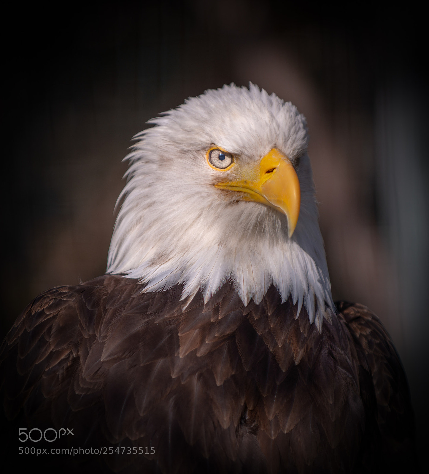Nikon D800 sample photo. Eagle portrait photography