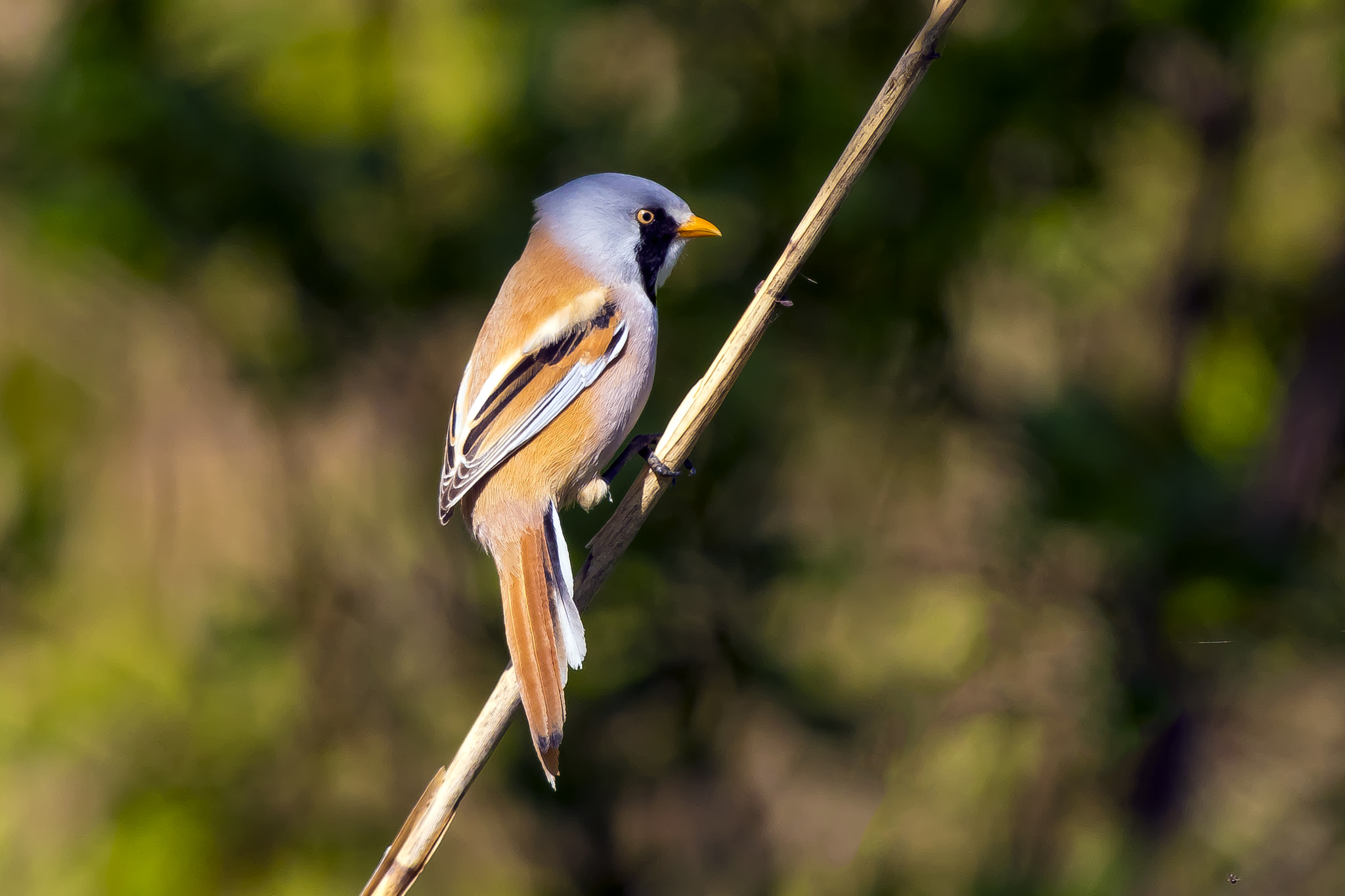 Pentax KP sample photo. Bearded reedling photography