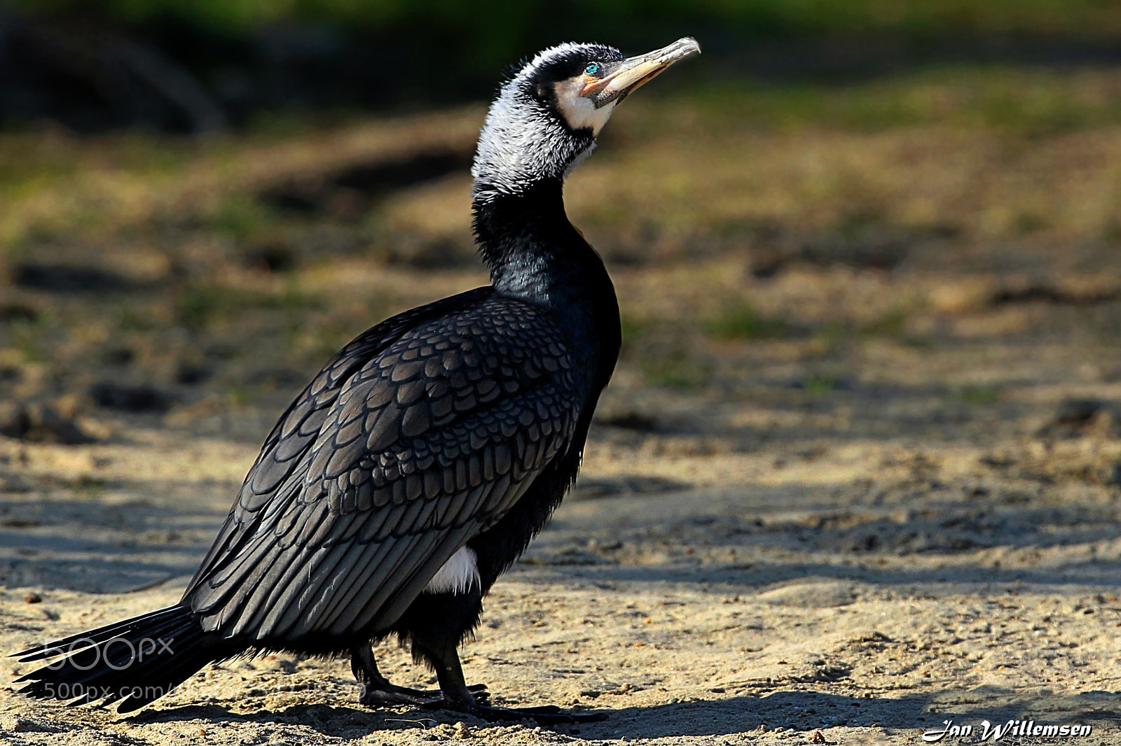 Canon EOS-1D Mark IV sample photo. Cormorant photography