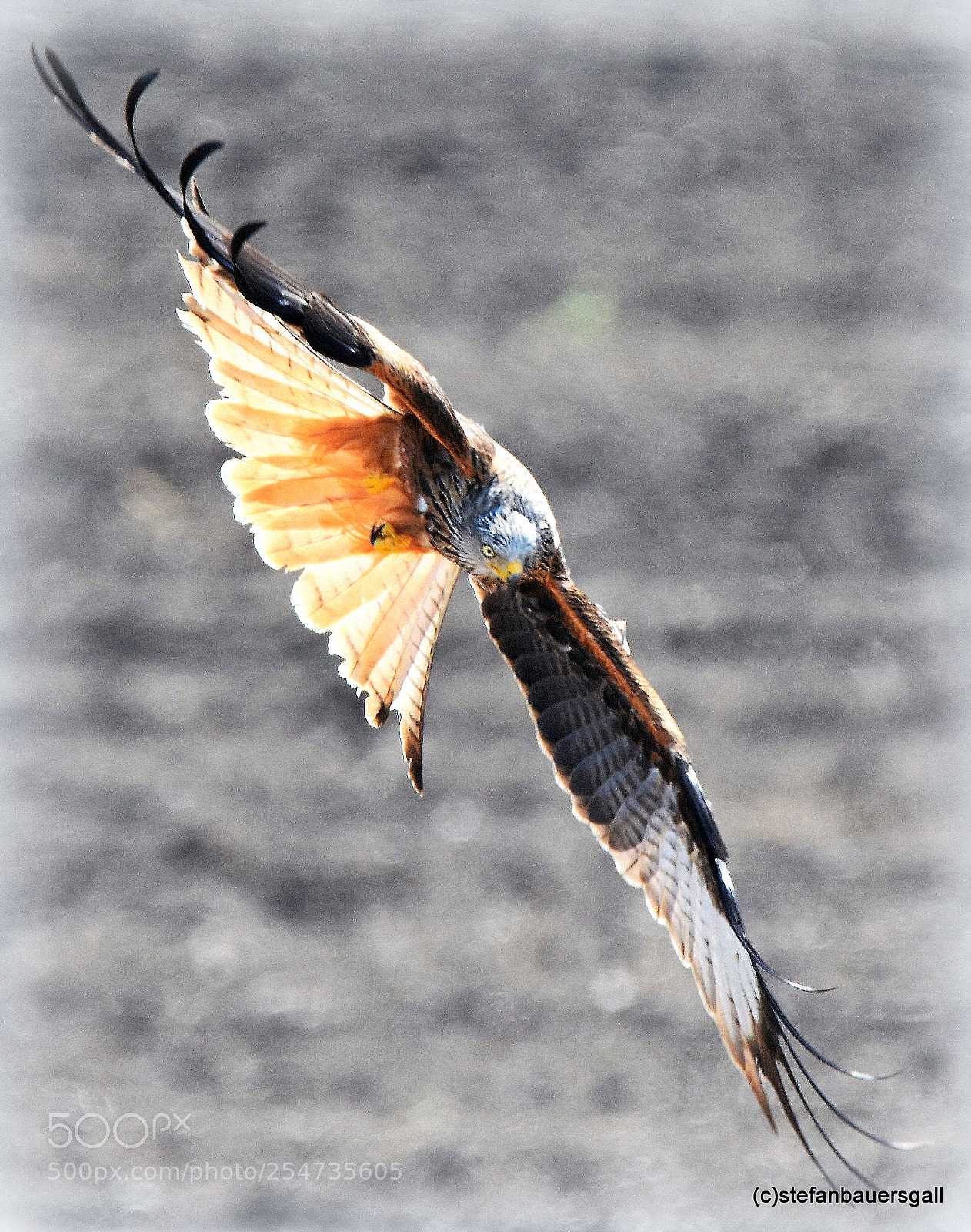 Nikon D7200 sample photo. "coming in" photography