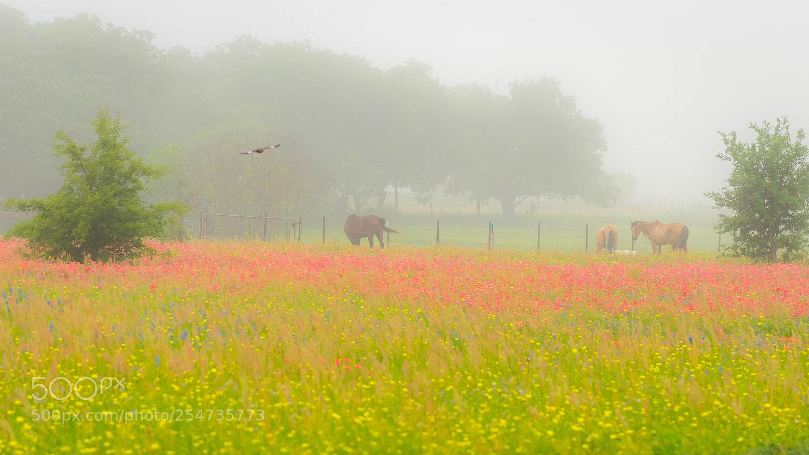 Nikon D810 sample photo. Texas quartet 德克萨斯之春 photography