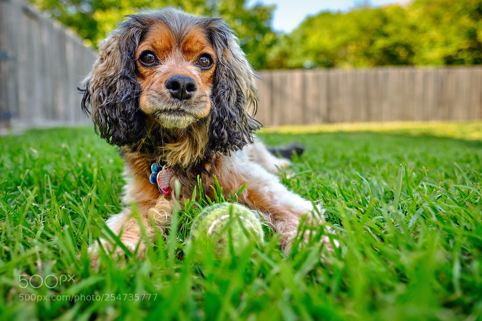 Fujifilm X-T2 sample photo. A dog and his photography