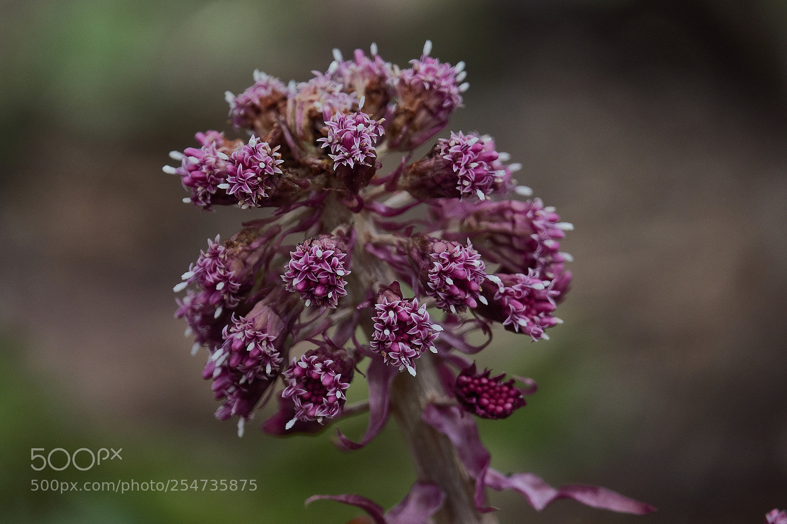 Sony Cyber-shot DSC-RX10 IV sample photo. Butterbur photography