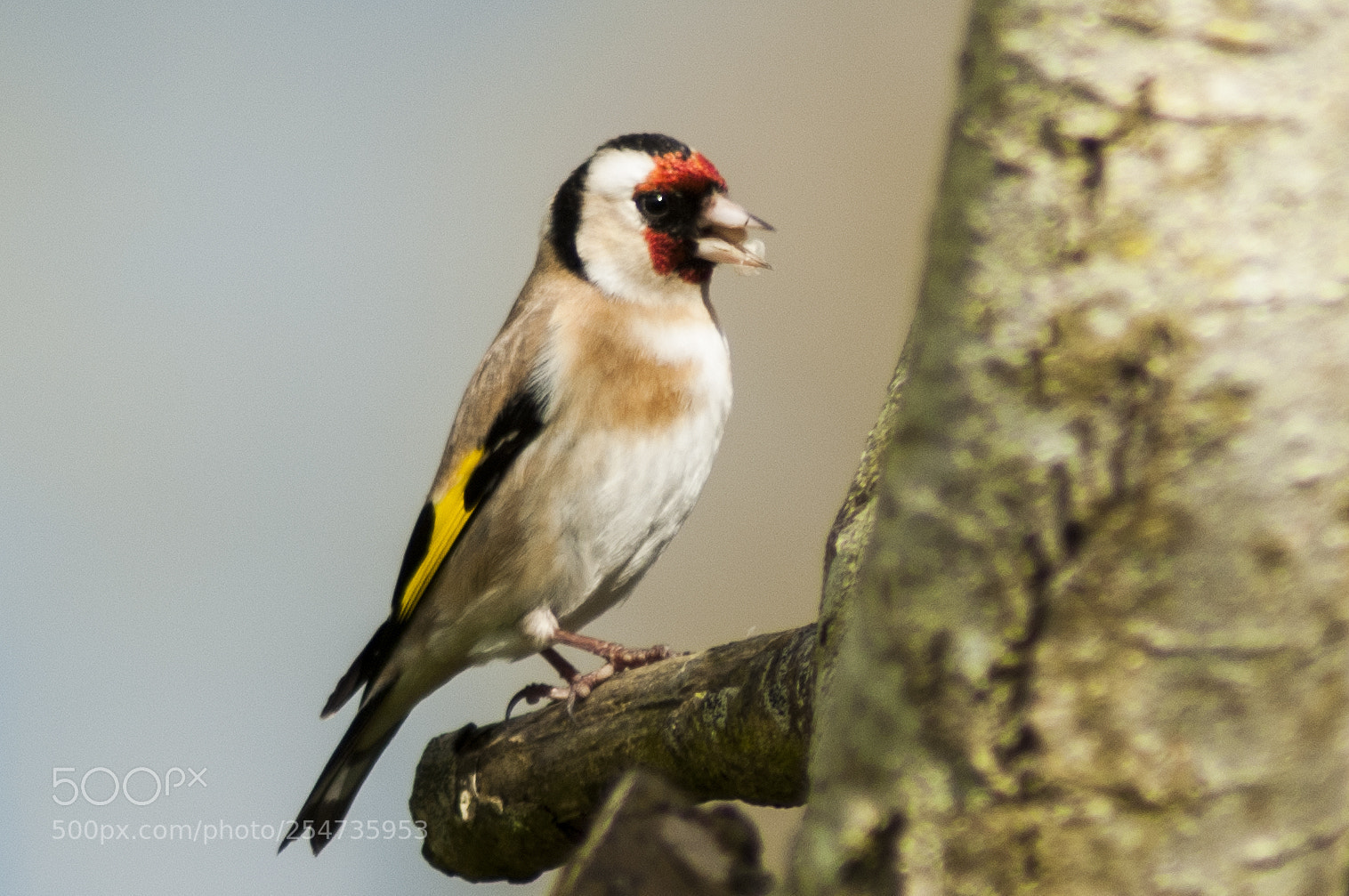 Nikon D300S sample photo. Goldfinch photography