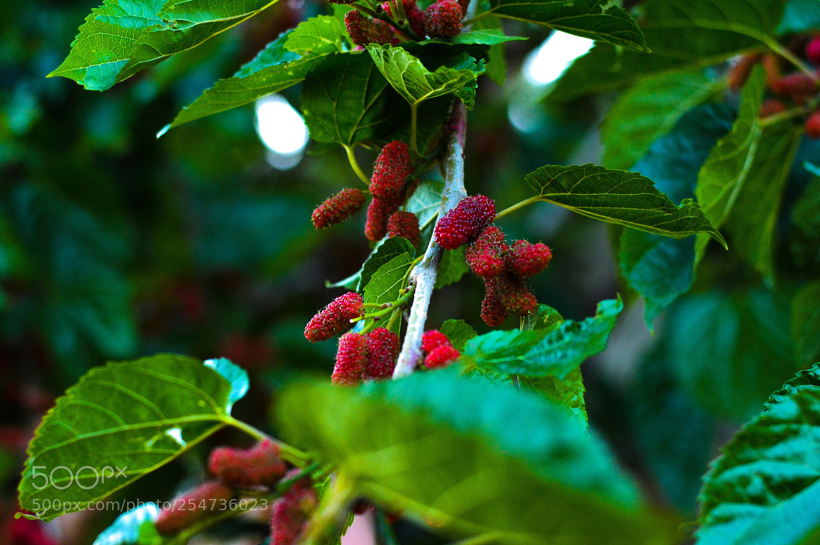 Nikon D5200 sample photo. Blueberry  photography