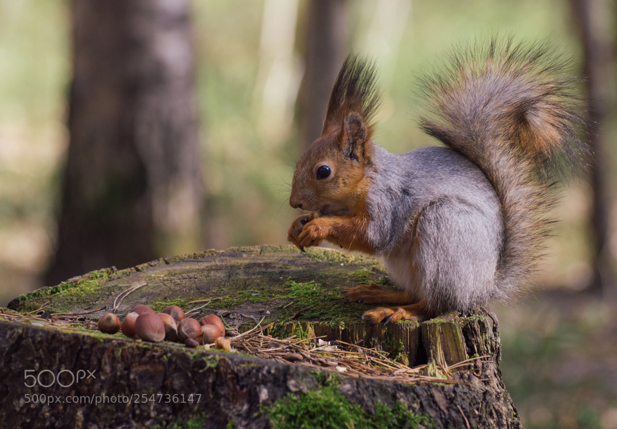 Nikon D5500 sample photo. Squirrel photography