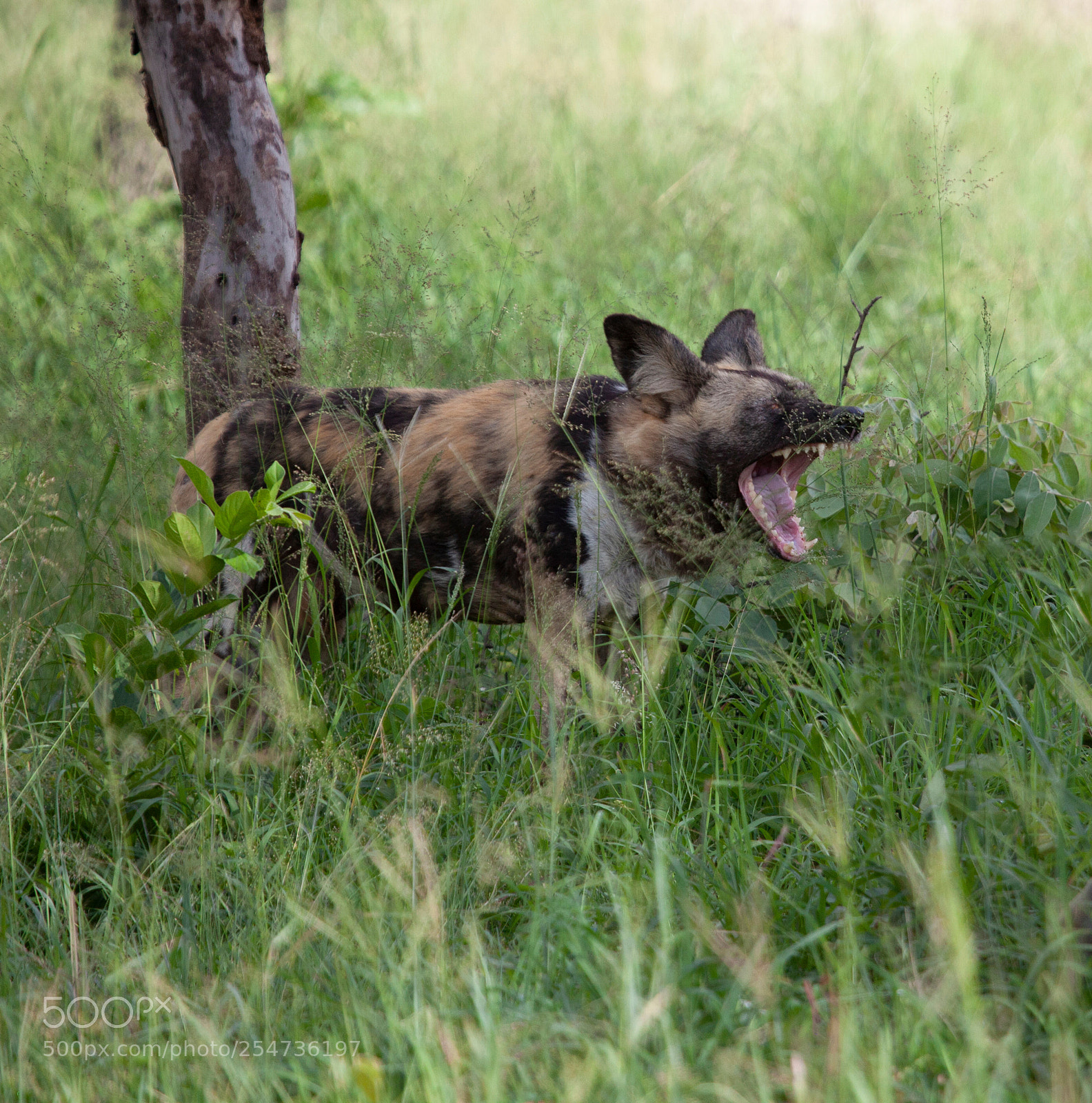Canon EOS 5D Mark II sample photo. Wild dog photography