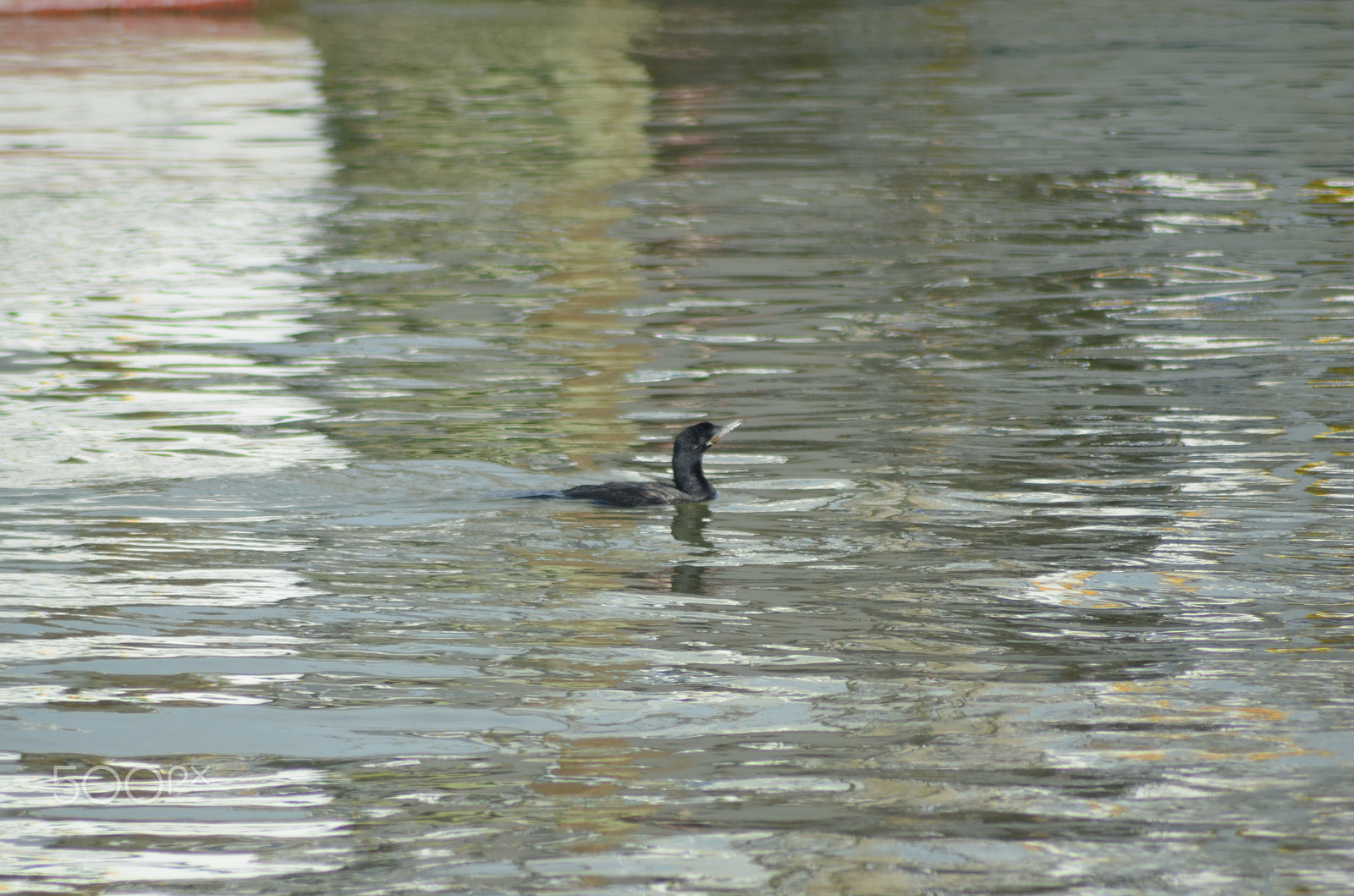 Nikon AF Nikkor 70-300mm F4-5.6G sample photo. Dsc photography