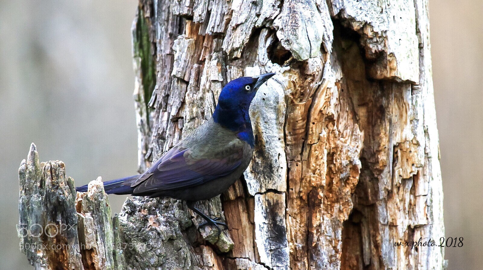 Canon EOS 7D Mark II sample photo. Rainbow crow photography