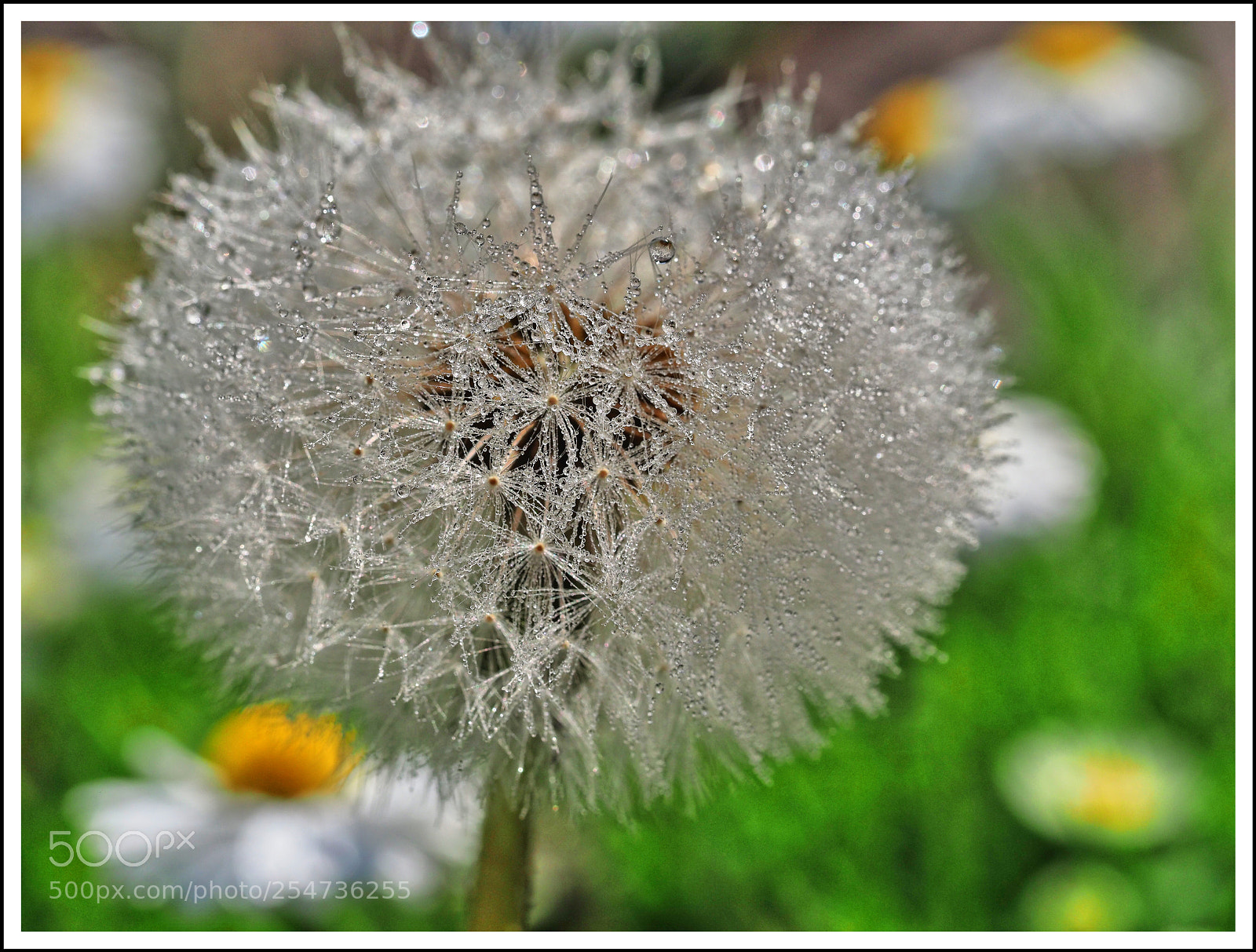 Olympus OM-D E-M1 Mark II sample photo. Mit dem zerst uber photography