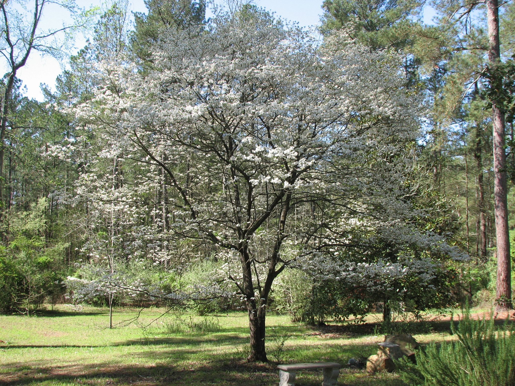 Canon POWERSHOT S3 IS sample photo. Dogwood in flower photography