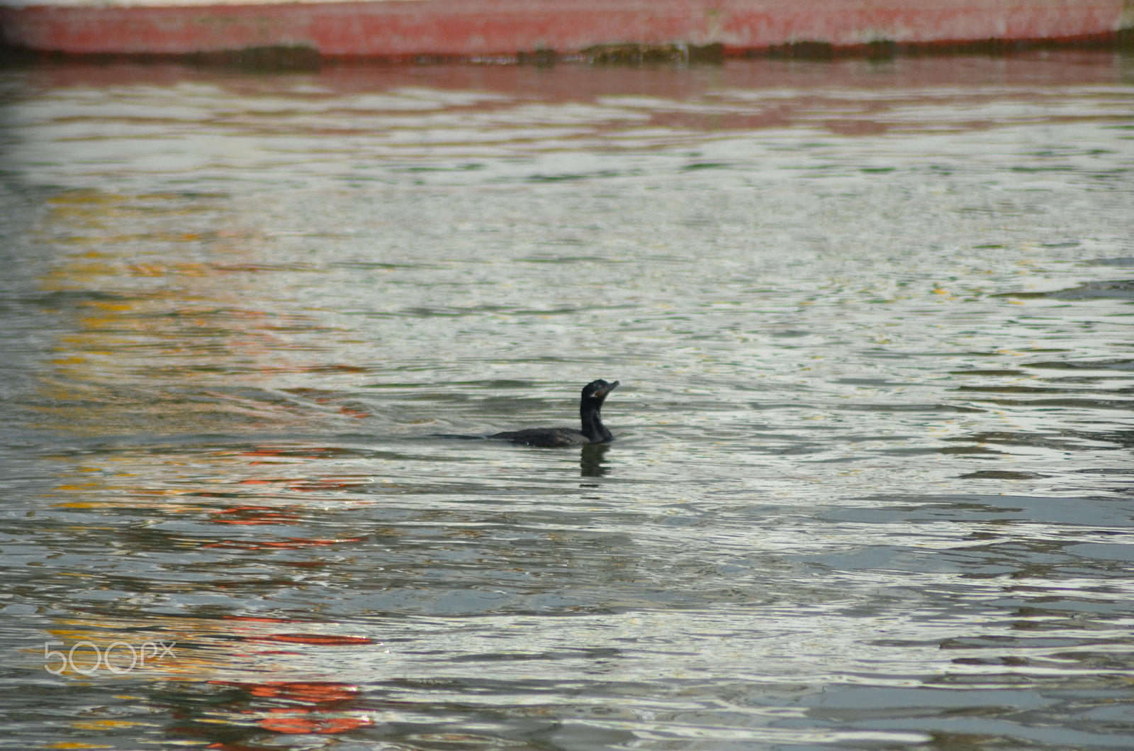 Nikon AF Nikkor 70-300mm F4-5.6G sample photo. Dsc photography