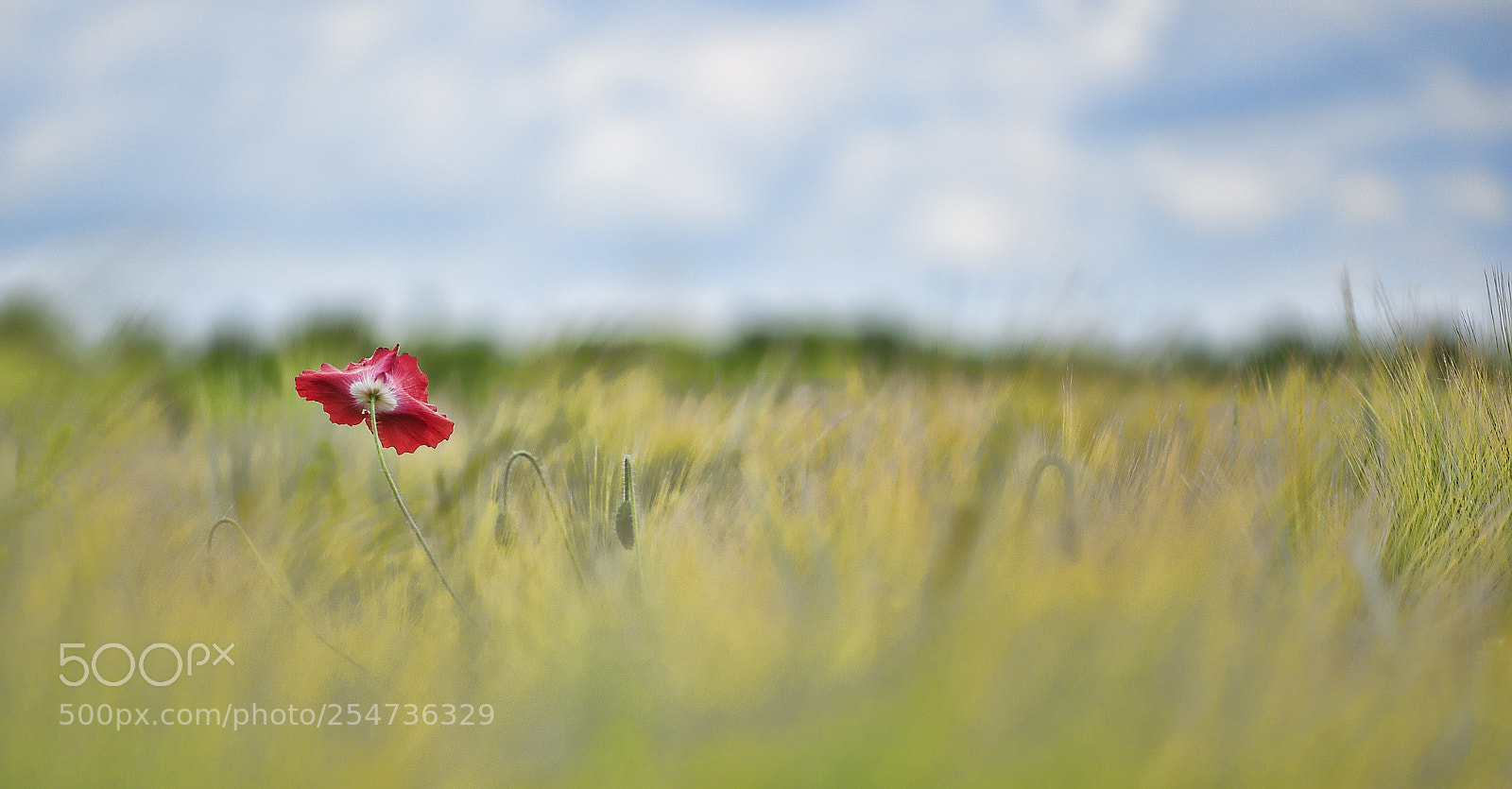 Nikon D700 sample photo. Vent sur coquelicot photography