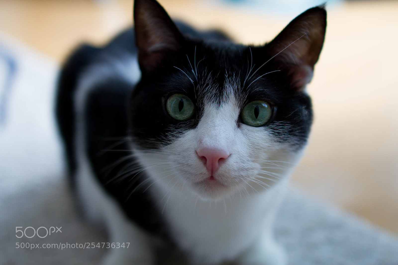 Canon EOS 7D sample photo. Curious. photography