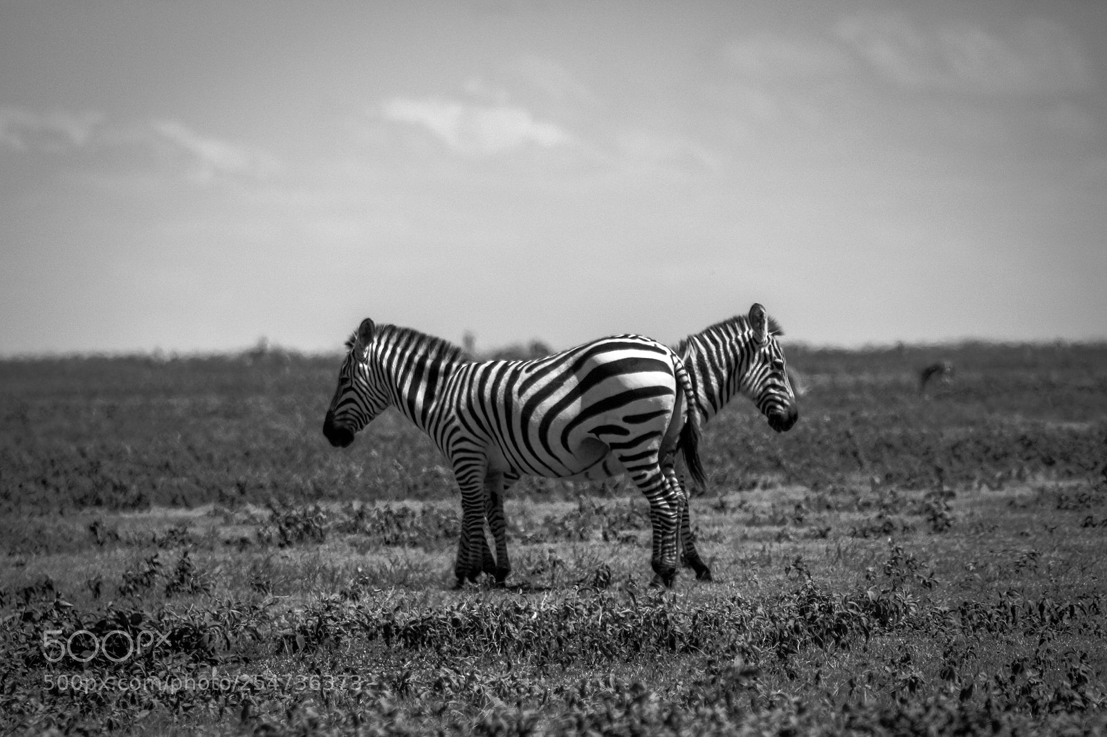 Canon EOS 700D (EOS Rebel T5i / EOS Kiss X7i) sample photo. Double headed zebra photography