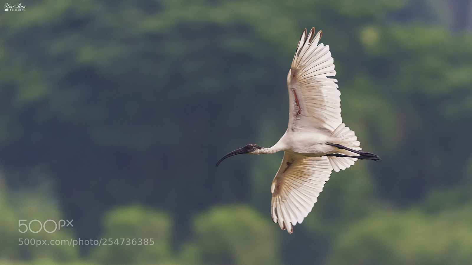 Nikon D810 sample photo. Black headed ibis photography