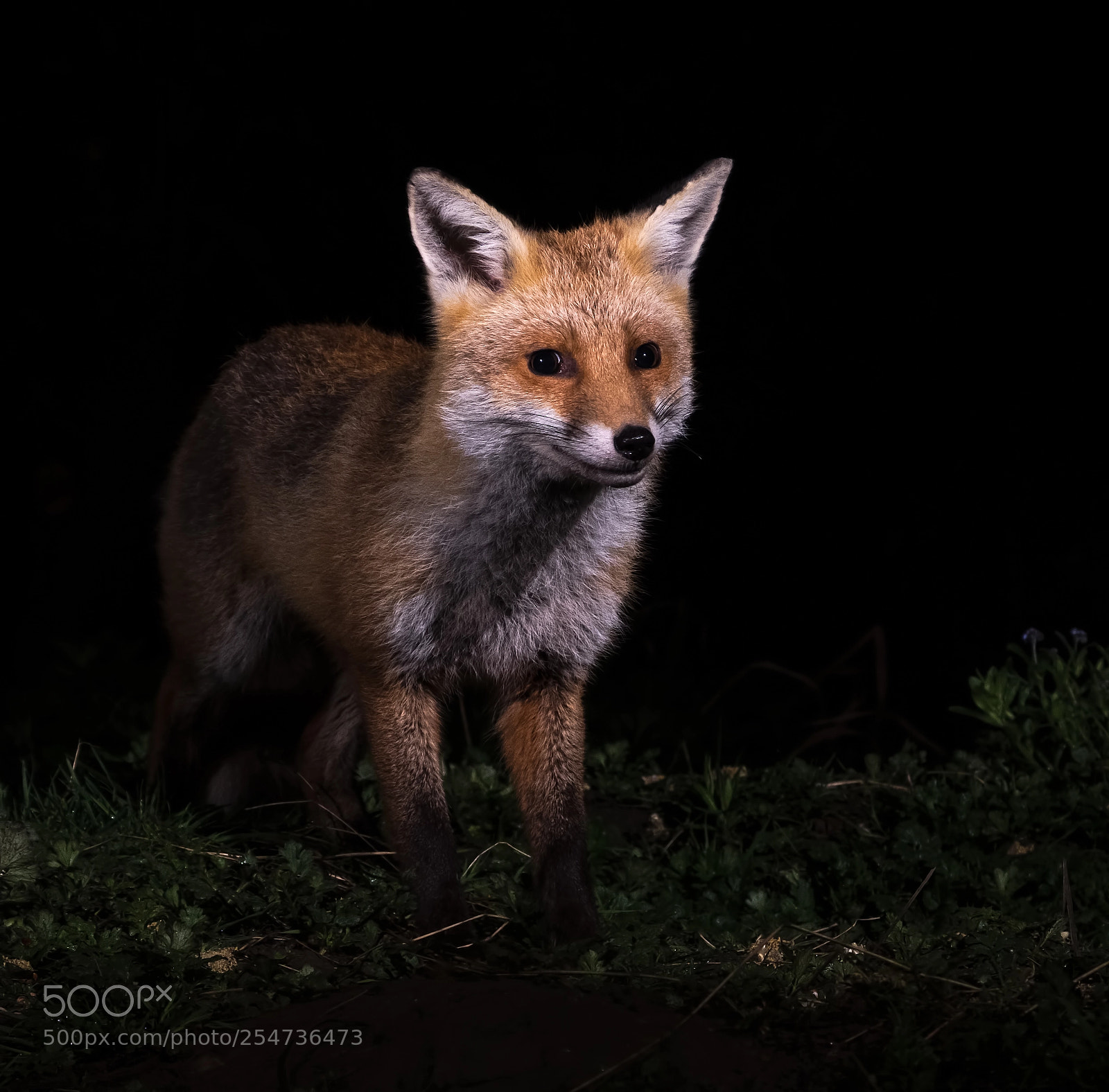 Fujifilm X-H1 sample photo. Lovely smiling fox photography