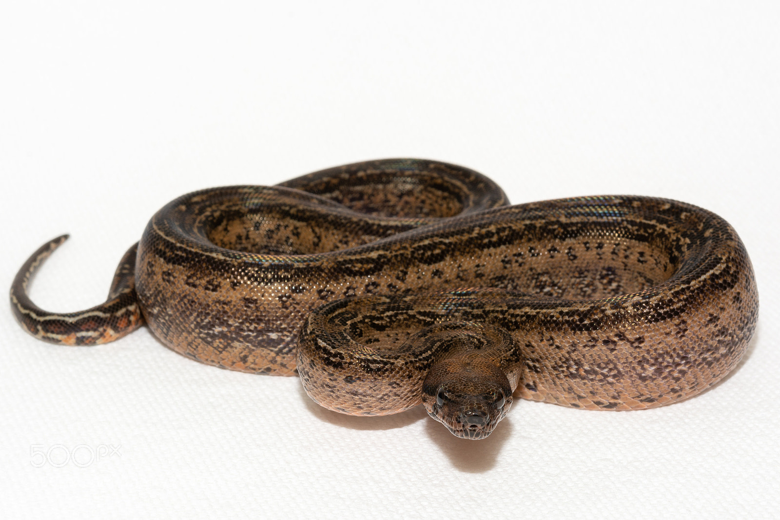 Nikon D7100 sample photo. Leopard boa photography
