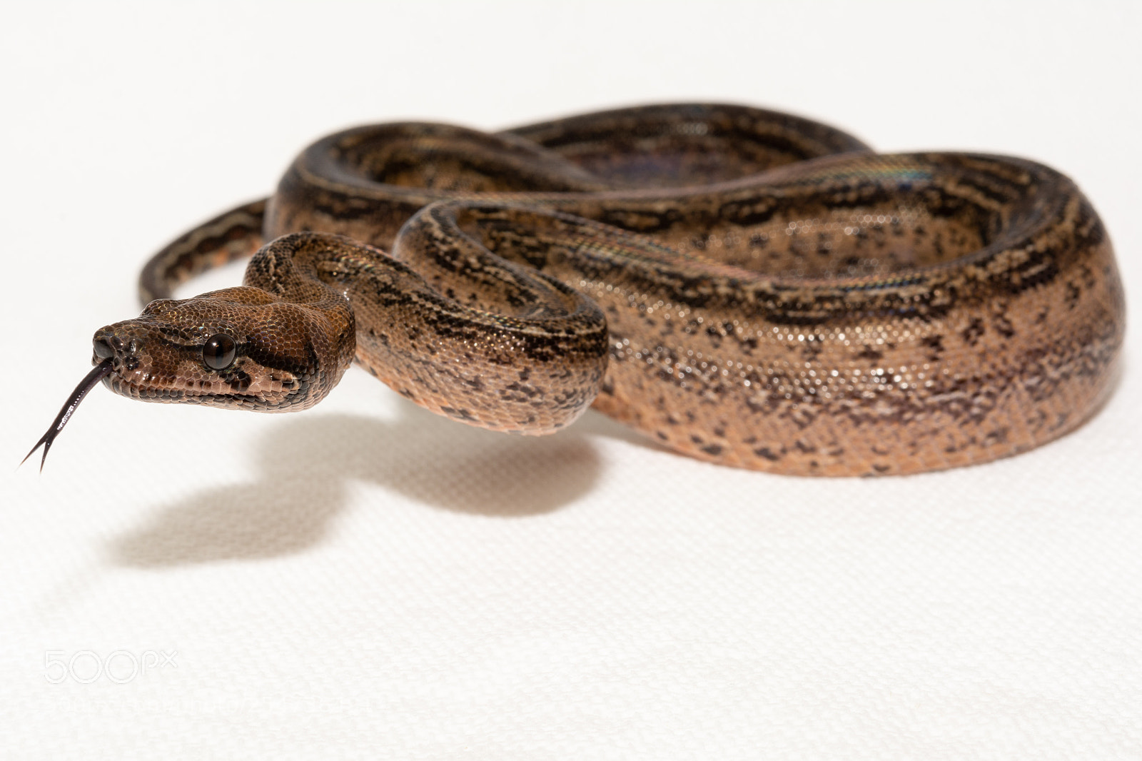 Nikon D7100 sample photo. Leopard boa photography