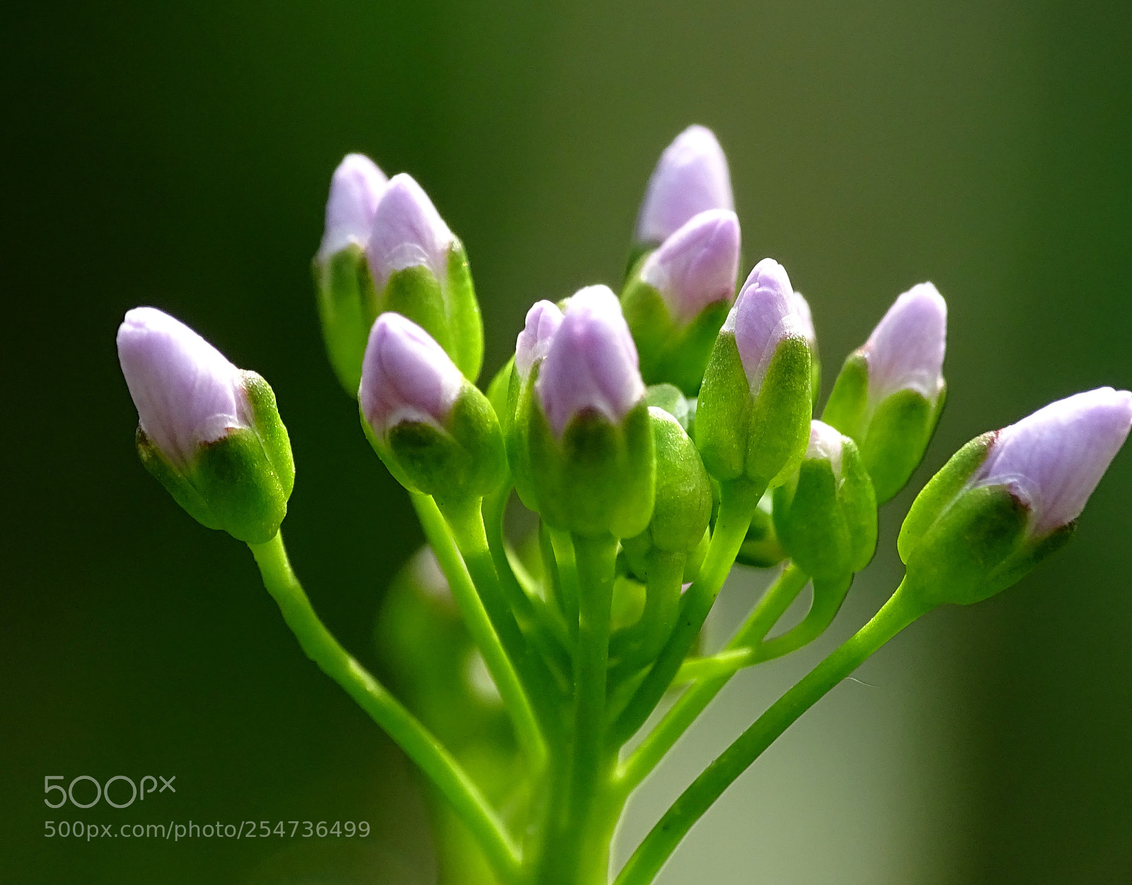 Sony Cyber-shot DSC-HX400V sample photo. Flower,hummel photography