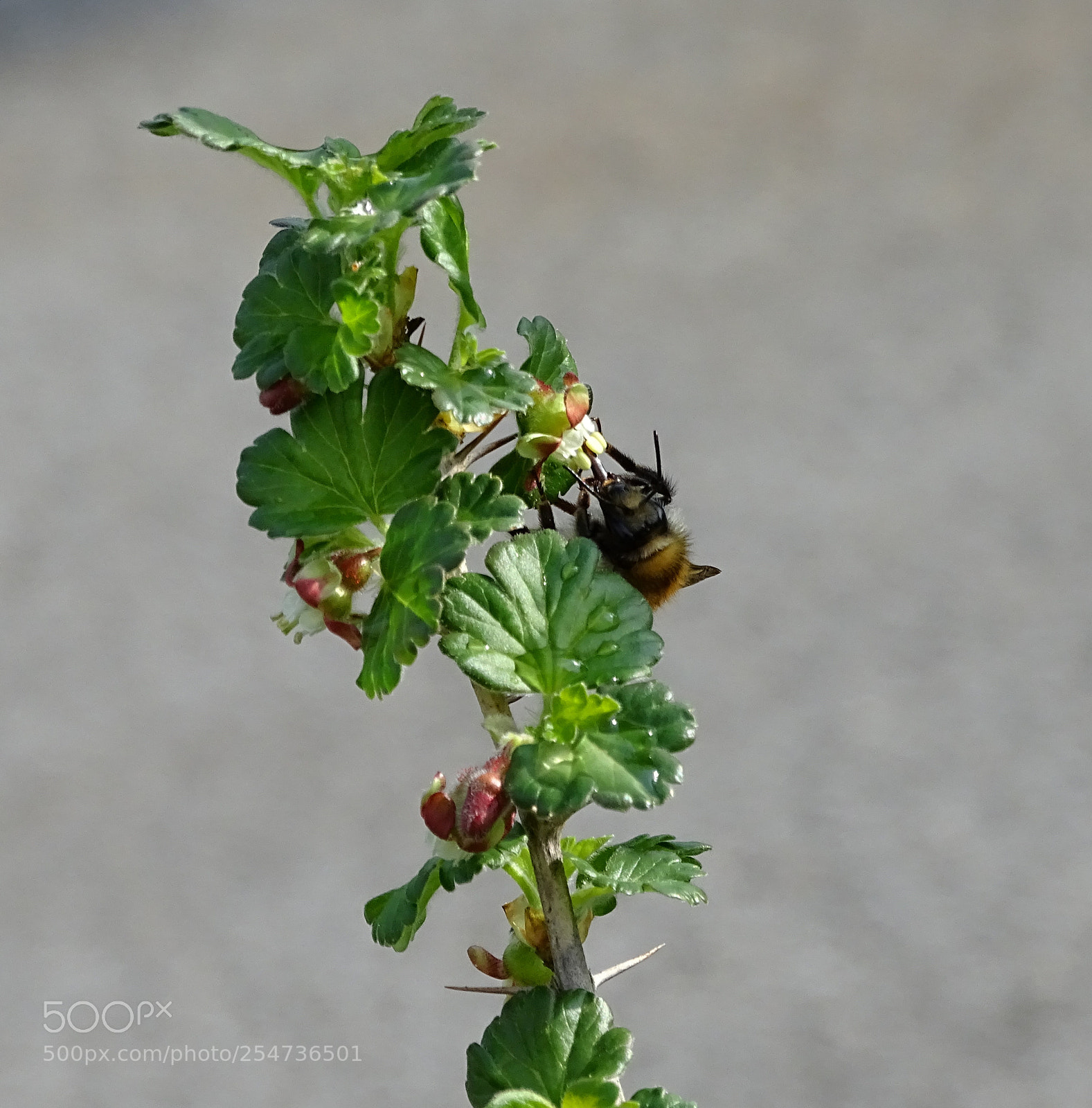 Sony Cyber-shot DSC-HX400V sample photo. Flower,hummel photography