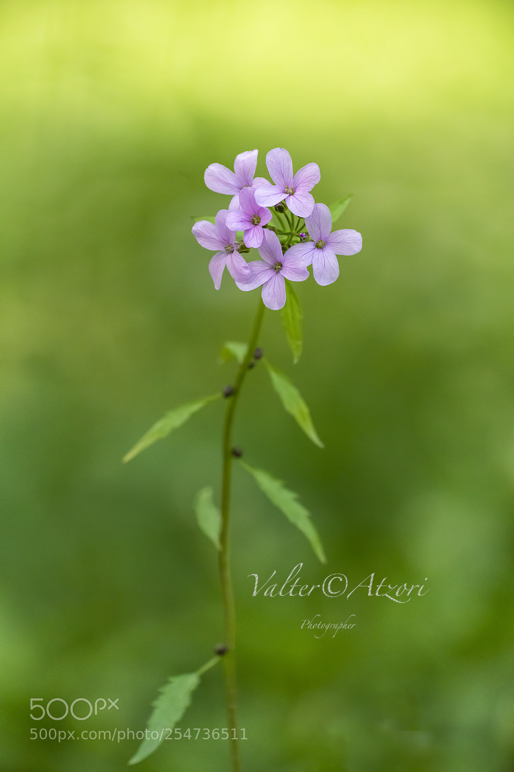 Sony a7R III sample photo. Bokeh, la magia dello photography