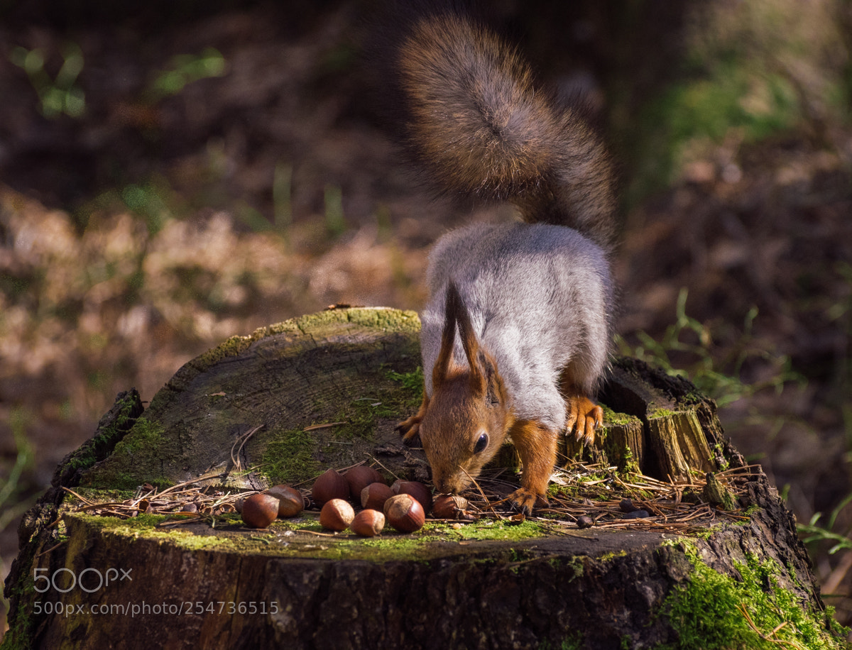 Nikon D5500 sample photo. Squirrel photography