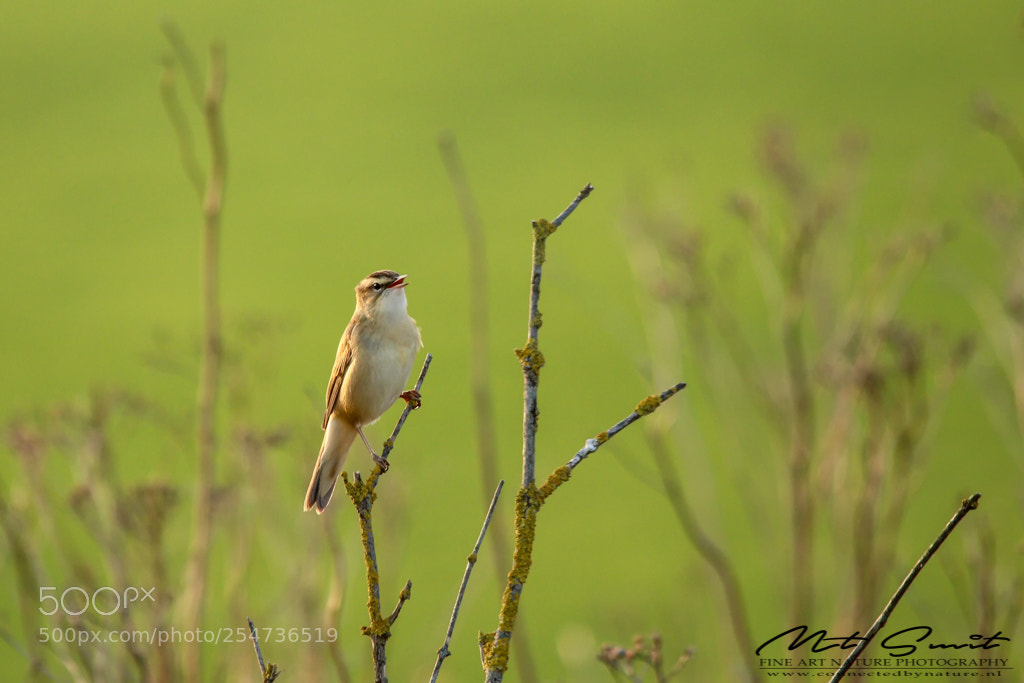 Canon EOS 80D sample photo. Sedge warbler 2 photography