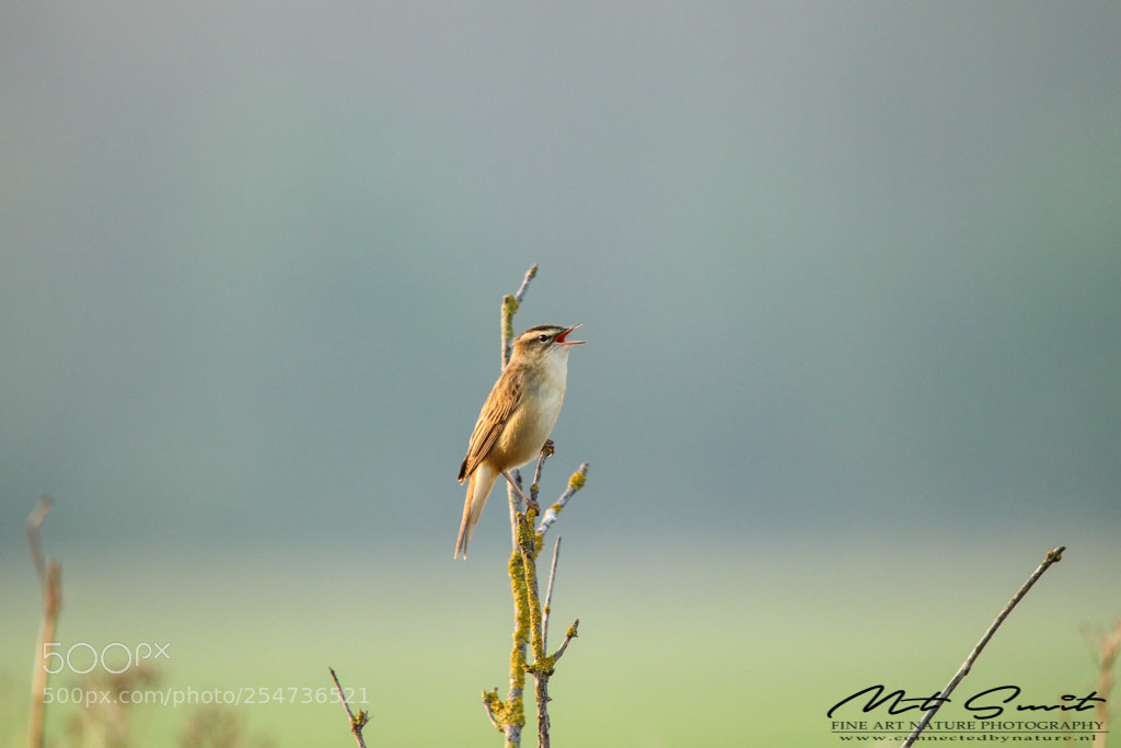 Canon EOS 80D sample photo. Sedge warbler 1 photography