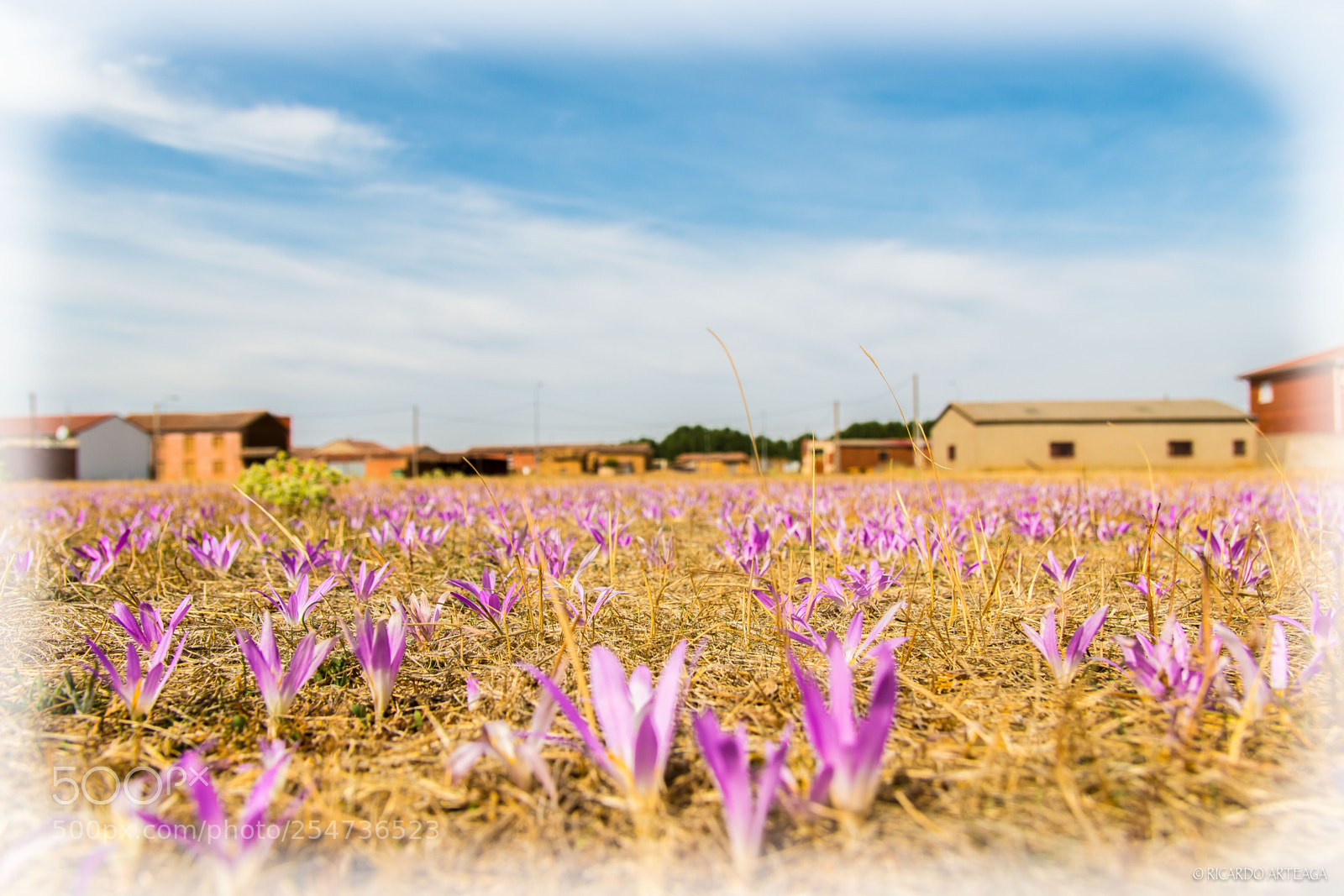 Canon EOS 70D sample photo. The field blooms ... photography