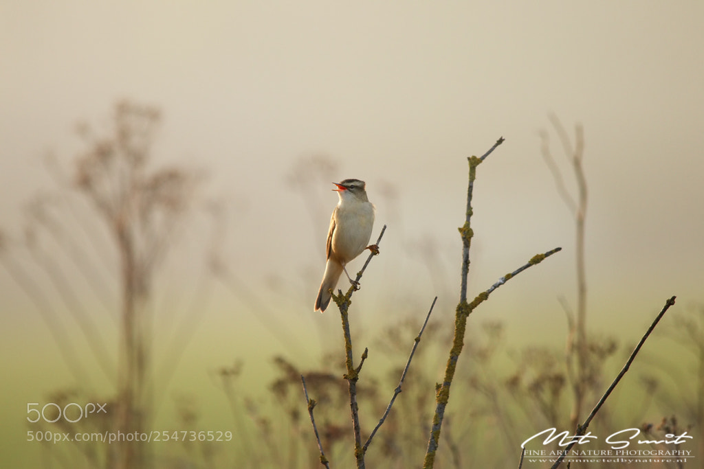 Canon EOS 80D sample photo. Sedge warbler 3 photography