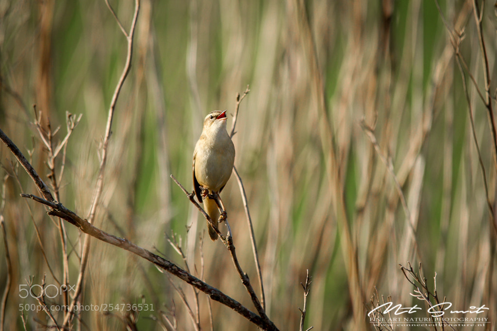 Canon EOS 80D sample photo. Sedge warbler 4 photography