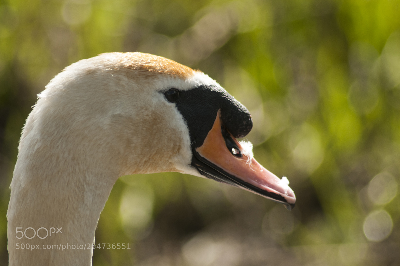 Nikon D300S sample photo. Swan photography
