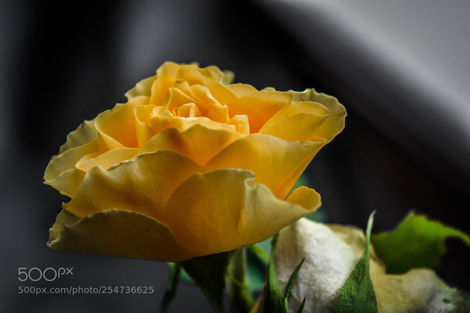 Nikon D5500 sample photo. F9 photography