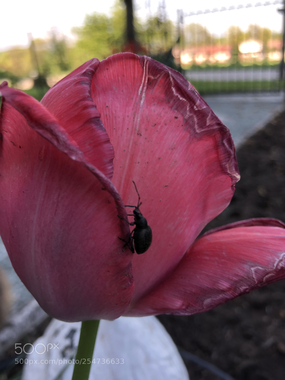 Apple iPhone 8 sample photo. A visitor photography