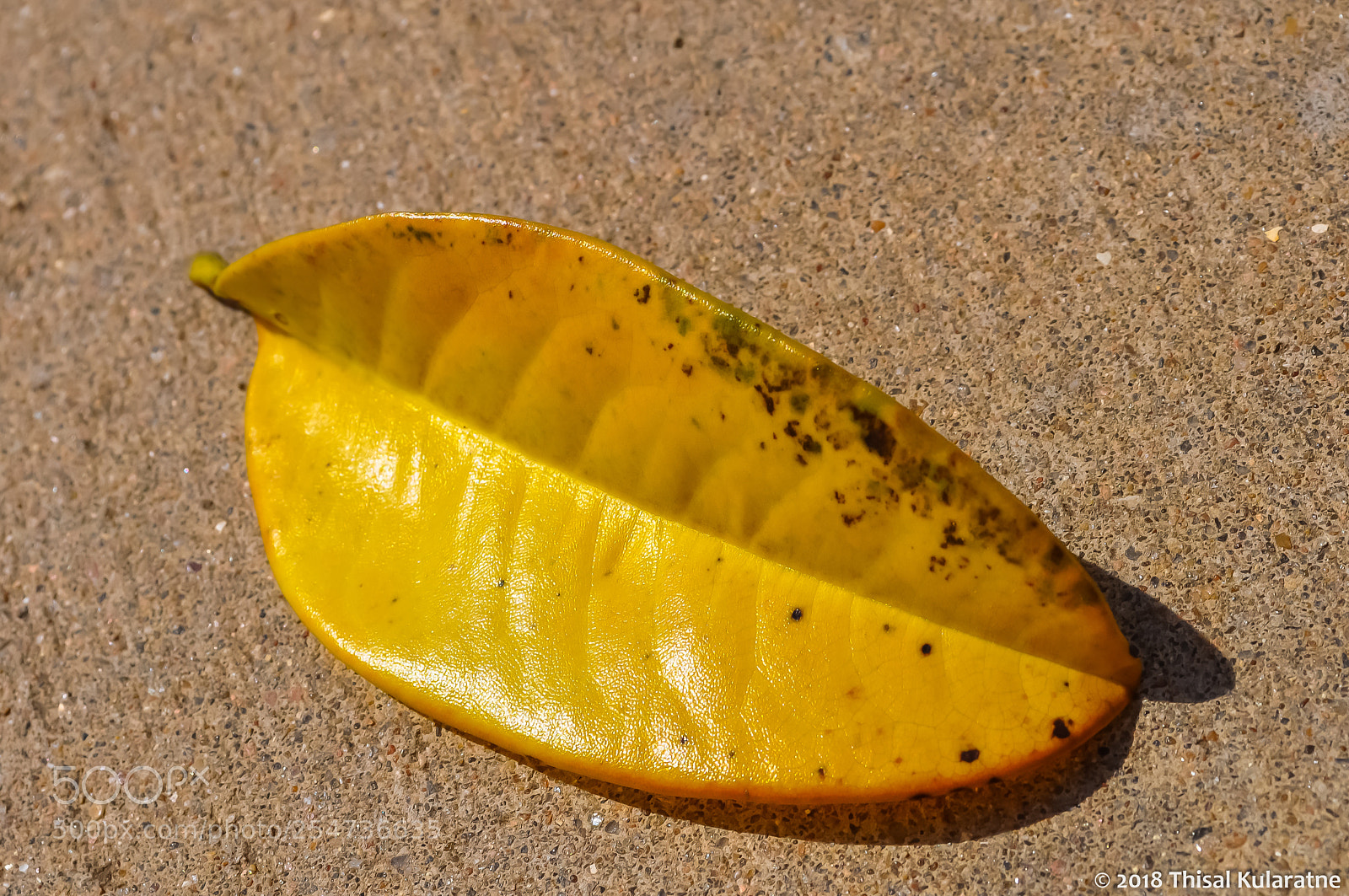 Nikon D5000 sample photo. Golden leaf photography