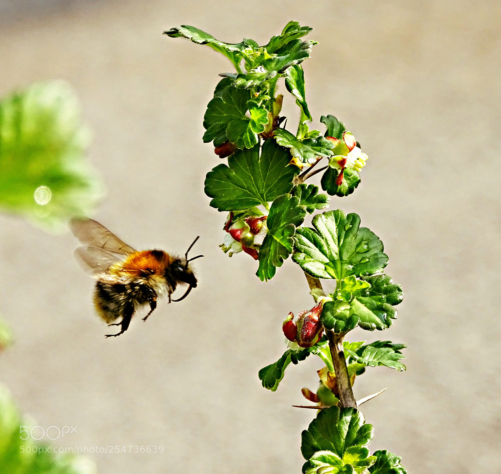 Sony Cyber-shot DSC-HX400V sample photo. Flower,hummel photography
