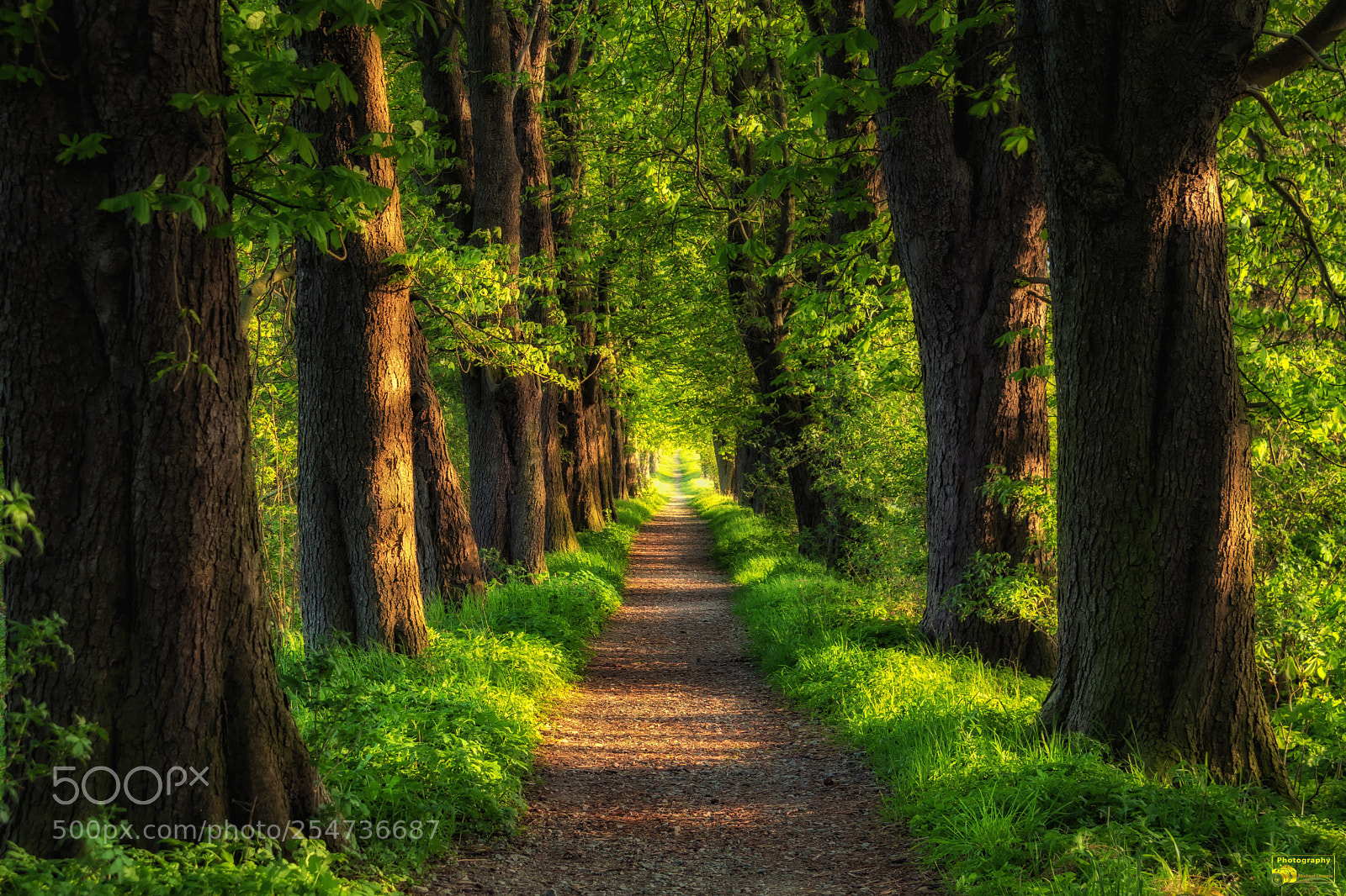Canon EOS 80D sample photo. Kastanienallee photography