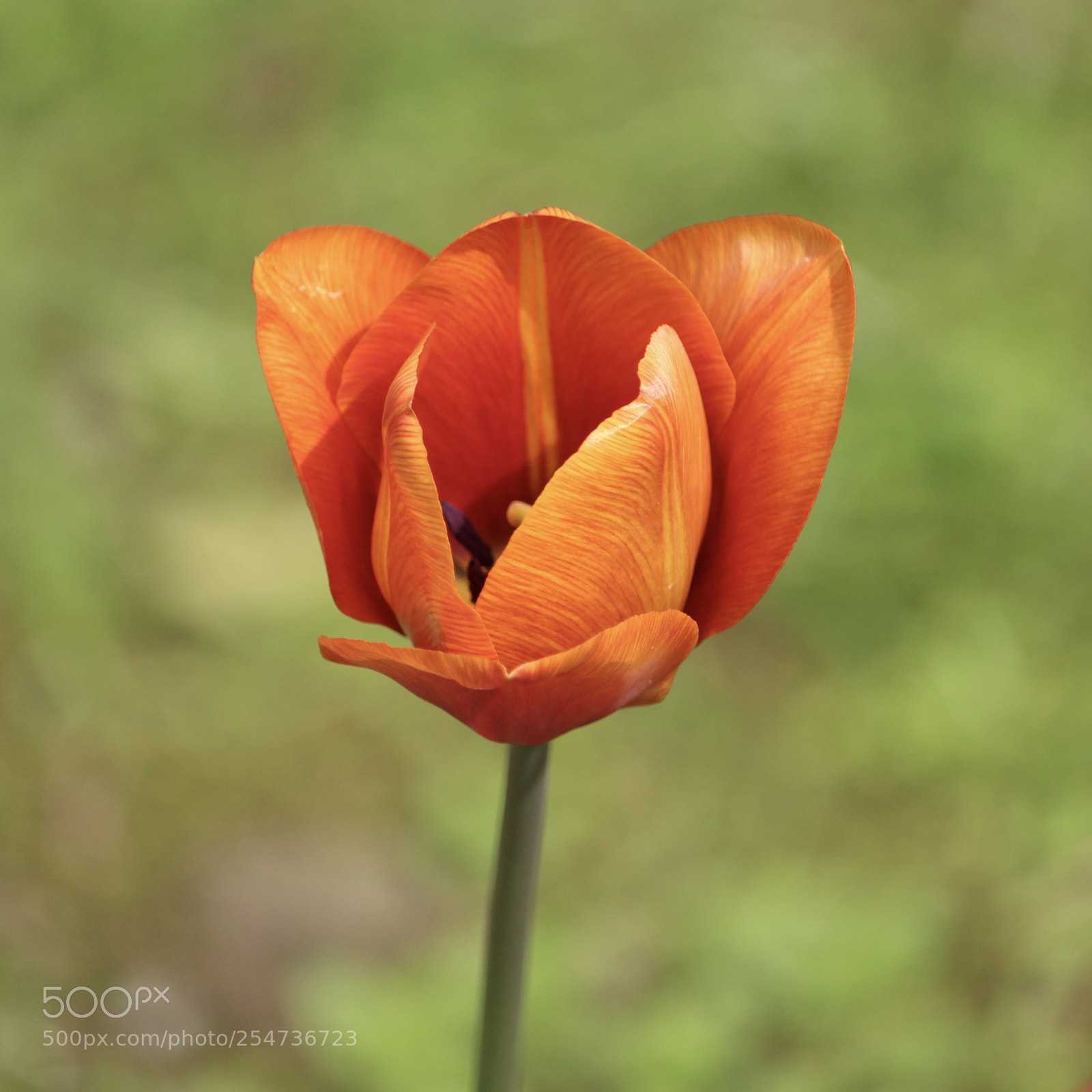 Canon EOS 700D (EOS Rebel T5i / EOS Kiss X7i) sample photo. Tulipano arancione photography