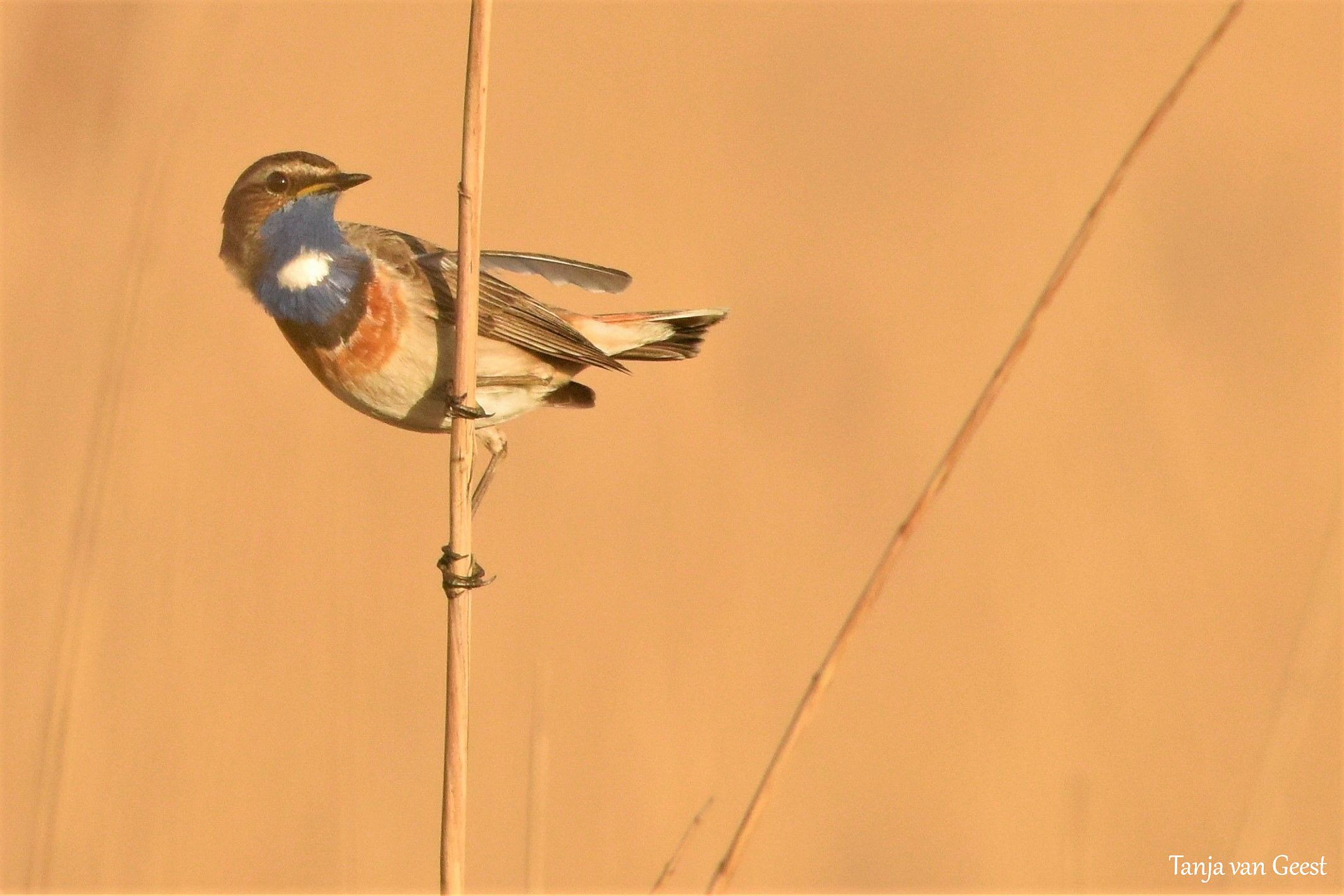 Nikon D5500 sample photo. Curious blue throat photography