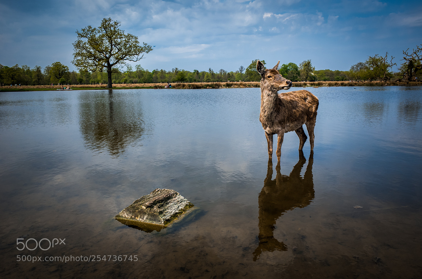 Ricoh GR II sample photo. Deer standing in water photography