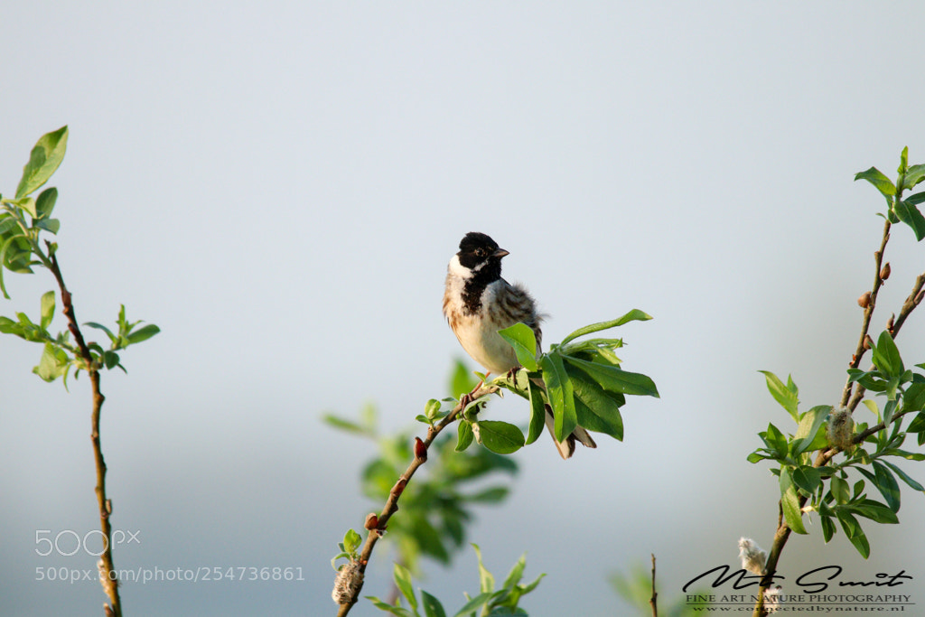 Canon EOS 80D sample photo. Reed bunting 1 photography