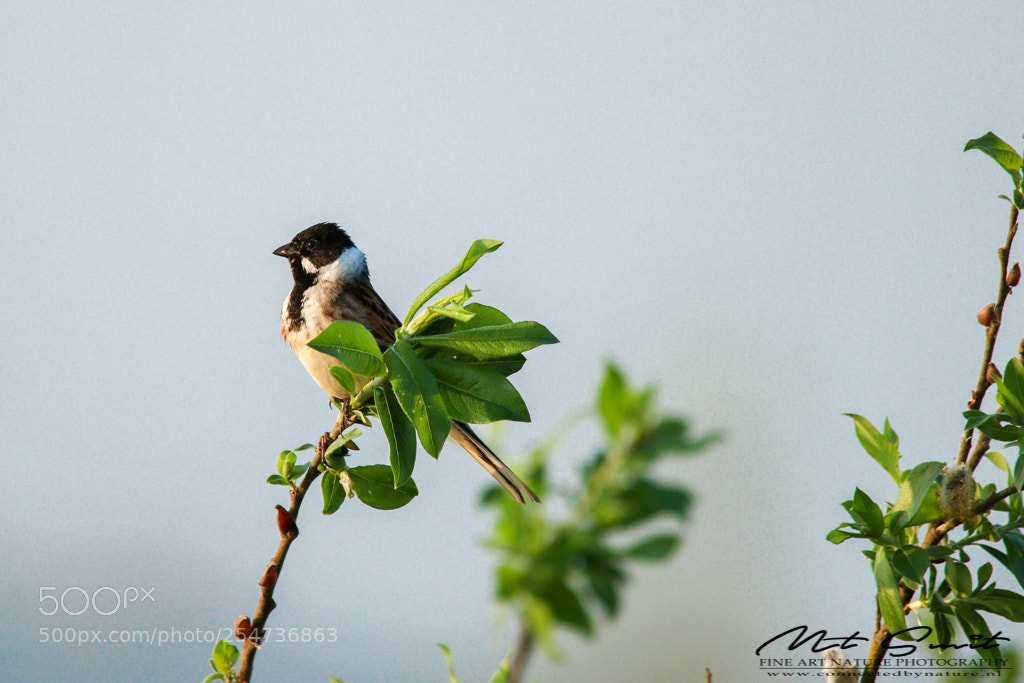 Canon EOS 80D sample photo. Reed bunting 2 photography