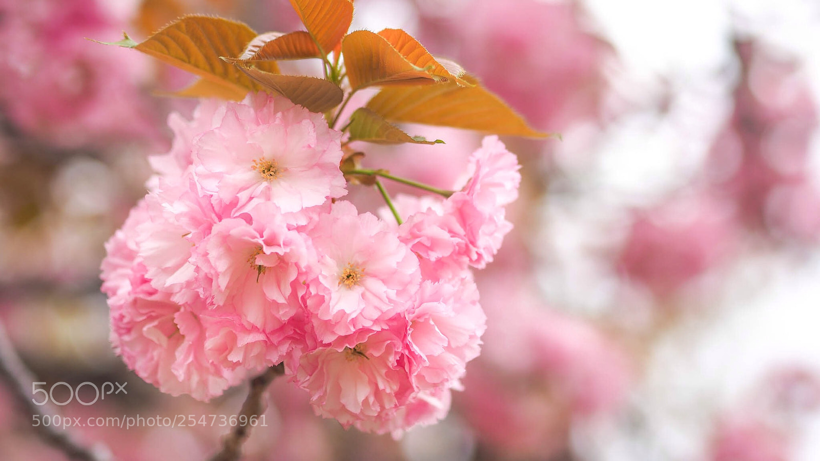 Olympus OM-D E-M10 II sample photo. Cherry blossom  photography